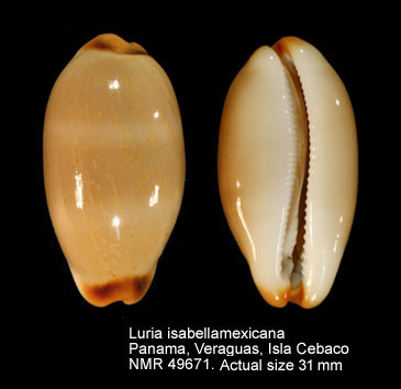 Luria isabellamexicana.jpg - Luria isabellamexicana(Stearns,1893)